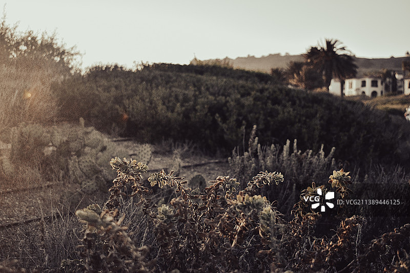 美国加州田野上的植物特写图片素材