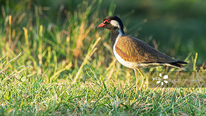 印度喀拉拉邦草地上栖息的鸻鸟特写图片素材