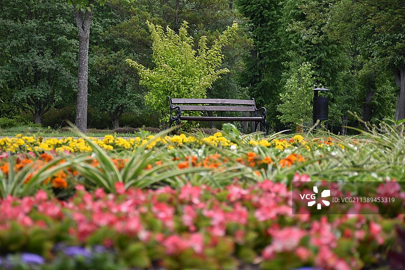 公园里的开花植物景观图片素材