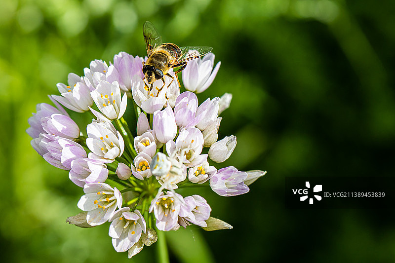 蜜蜂在紫色花朵上授粉的特写图片素材
