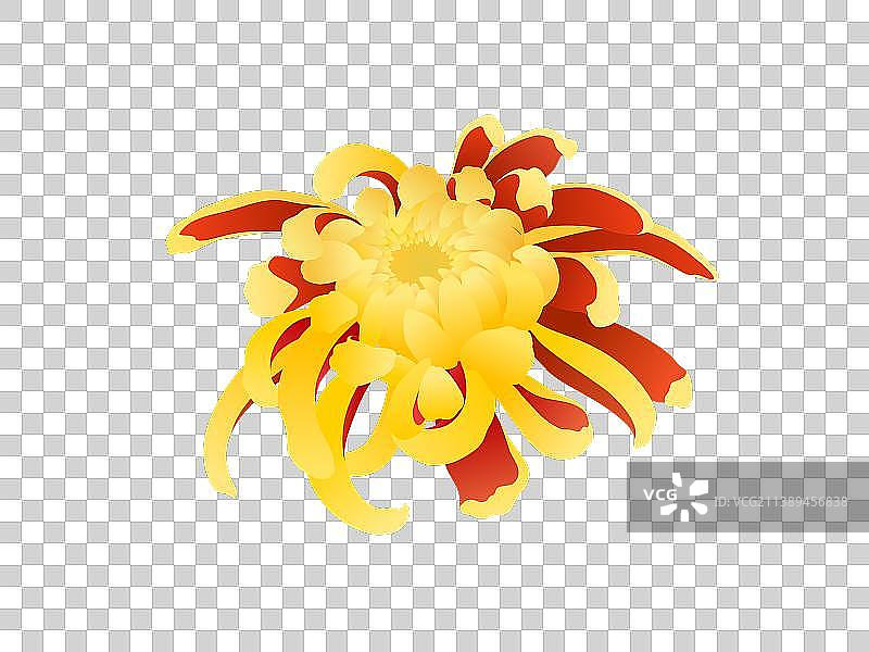菊花图片素材