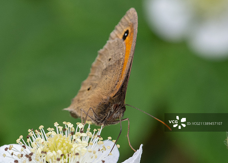 蝴蝶在花朵上授粉特写，英国戈丁顿公园图片素材