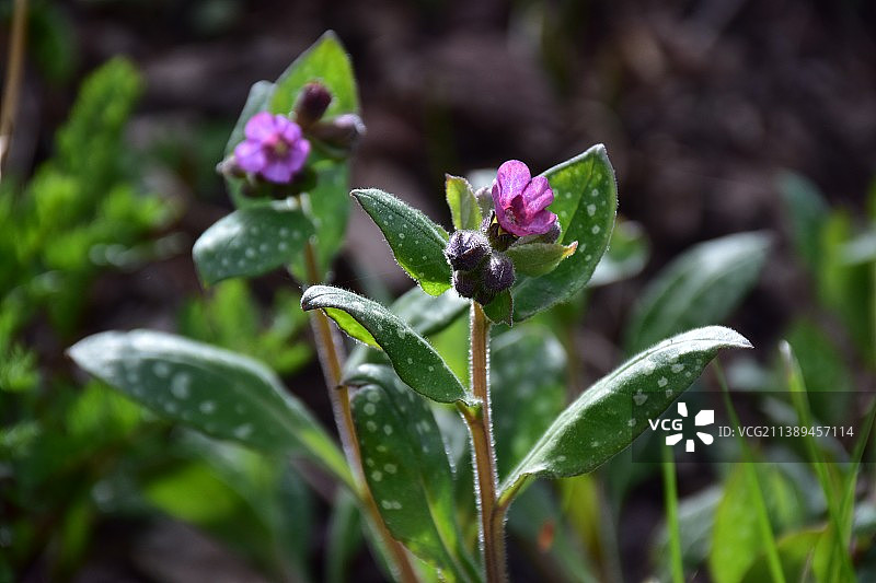 湿紫花植物特写图片素材