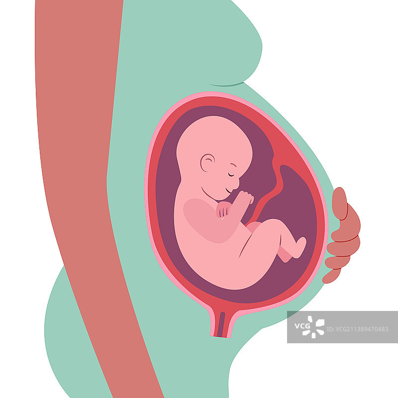 手绘胎儿图片素材