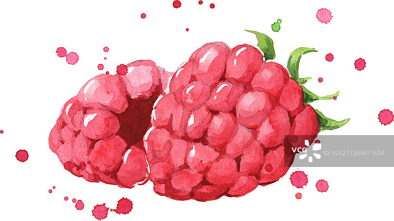 新鲜成熟的覆盆子水彩画图片素材