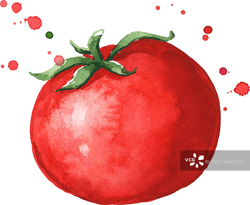 新鲜成熟红色番茄水彩画图片素材