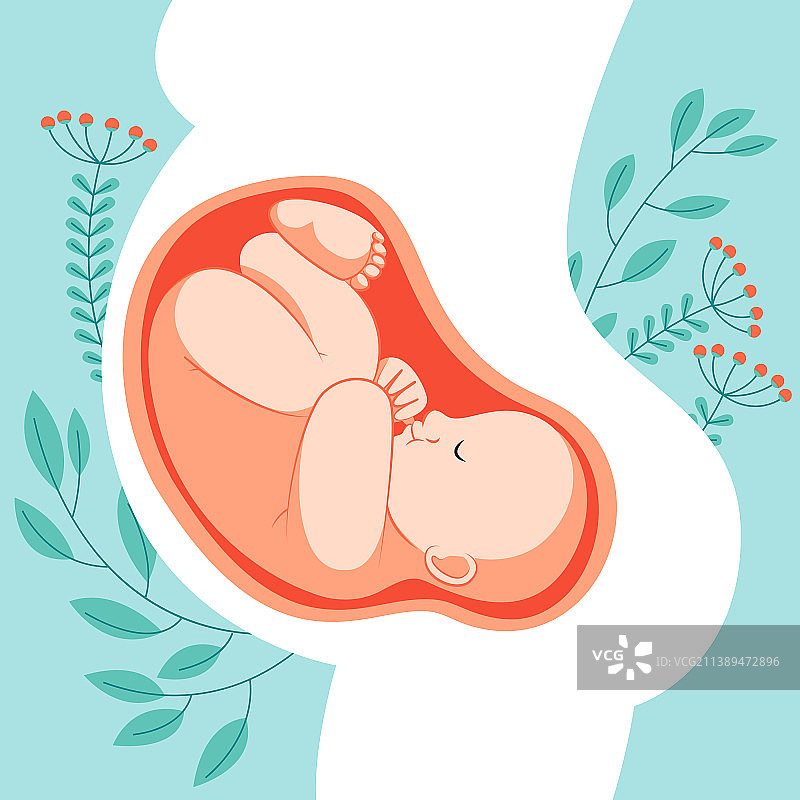 手绘胎儿图片素材