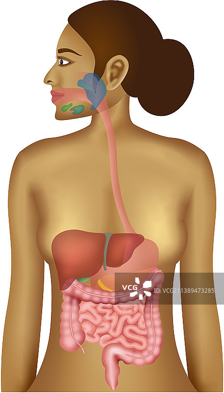 消化系统图片素材