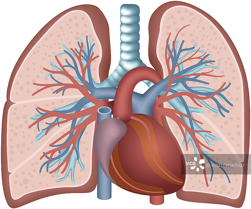 肺部气管和心脏解剖图片素材