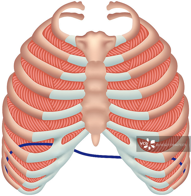 肋骨和肋间肌解剖图片素材