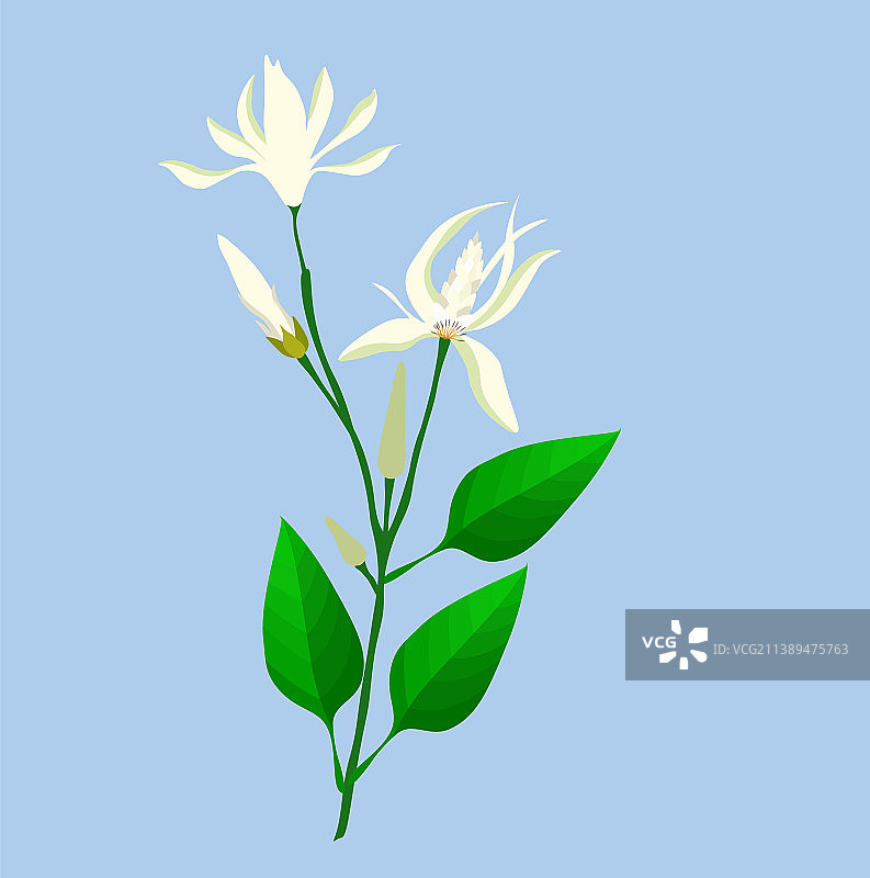 白兰花树图片素材