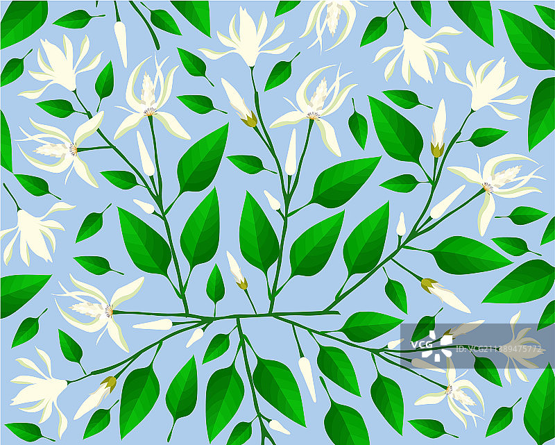 白兰花背景图片素材