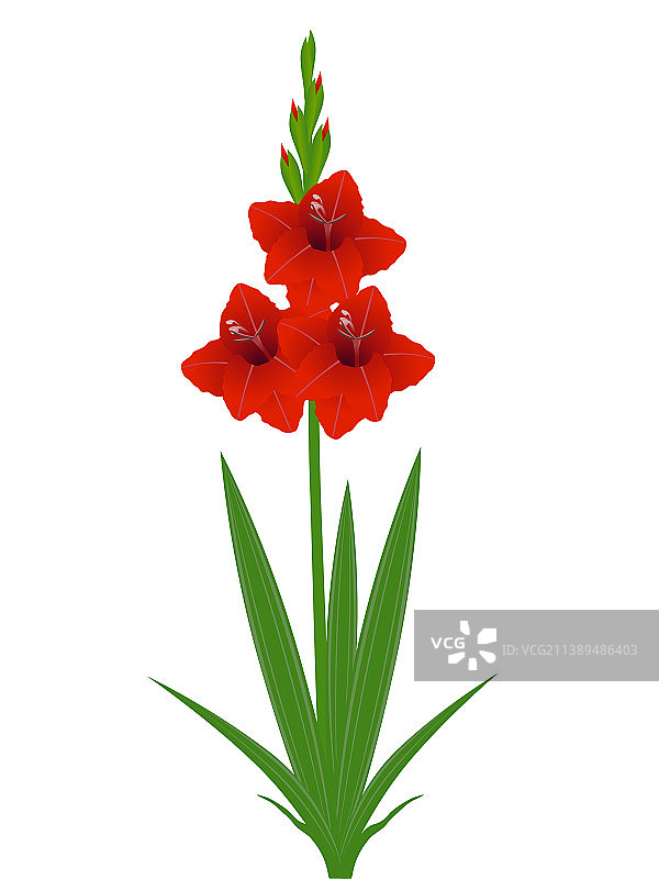 带叶唐菖蒲花图片素材