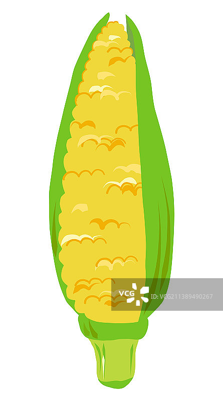 分离的成熟黄色玉米图片素材