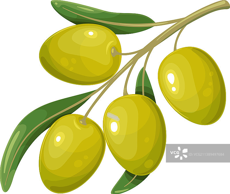 带叶子的绿色橄榄图片素材