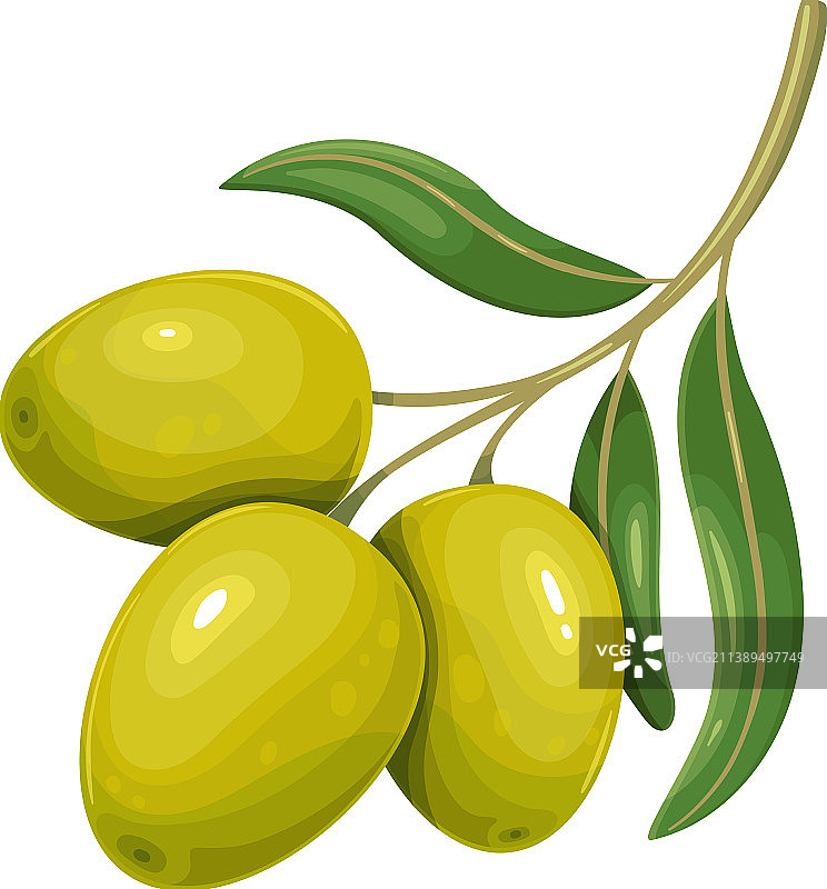 带叶子的绿色橄榄图片素材