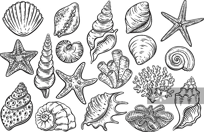 海螺雕刻图标图片素材