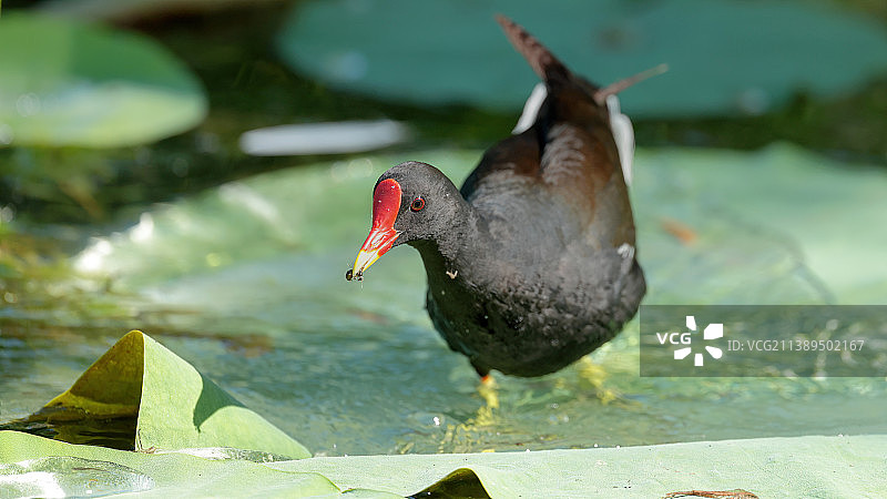 黑水鸡叼蜜蜂图片素材