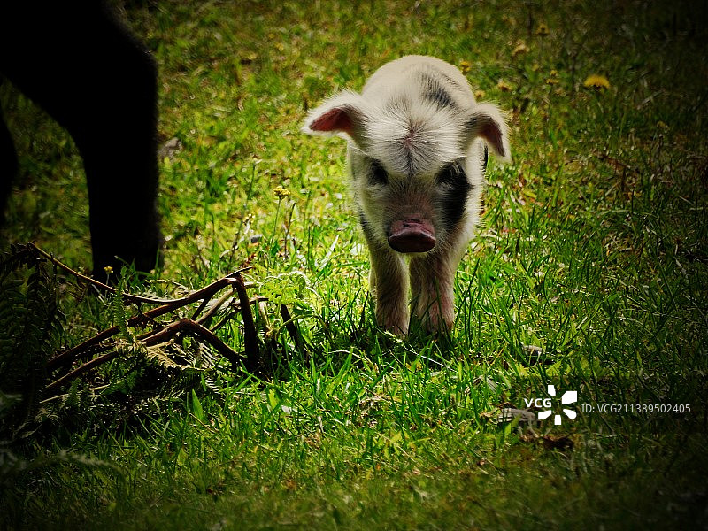 藏香小猪图片素材