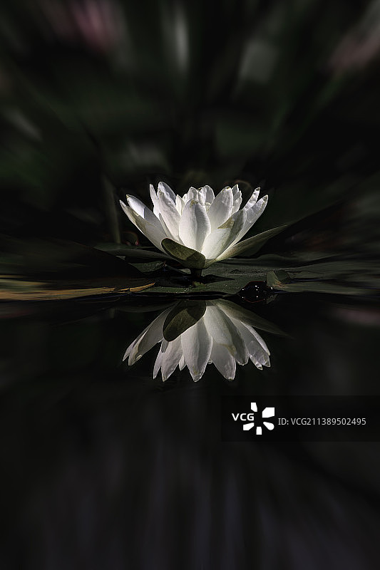 夏至日的睡莲图片素材