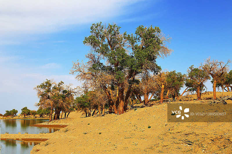 额济纳旗大漠胡杨怪树林景区图片素材