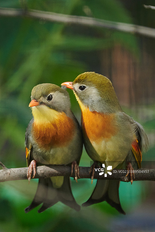 两只红嘴相思鸟图片素材