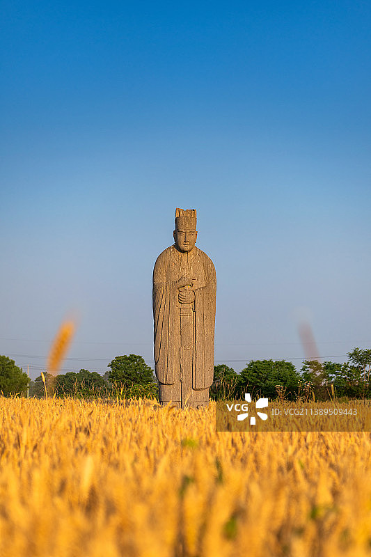 河南郑州巩义市宋陵永泰陵（北宋第七位皇帝哲宗赵煦陵墓）石像生与成熟的麦田夏季风光（文臣、武臣）图片素材