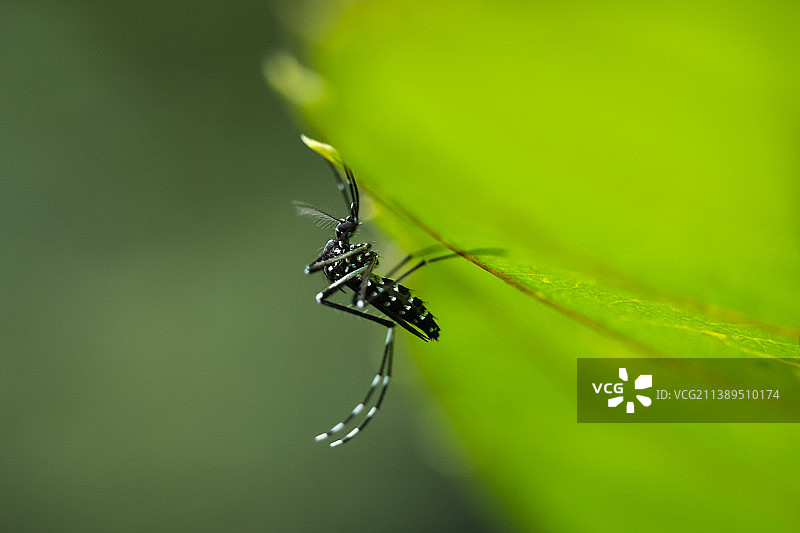 蚊图片素材
