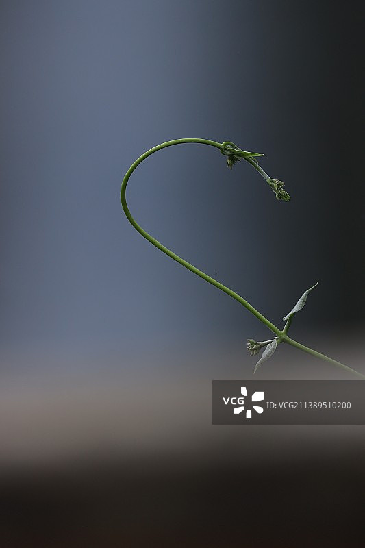 如意钩图片素材