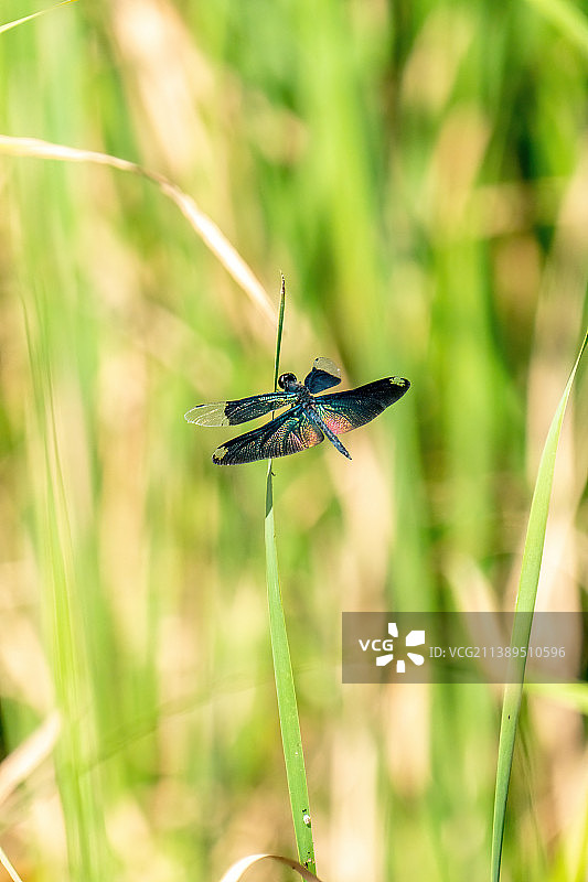 草叶上站立的黑丽翅蜻图片素材