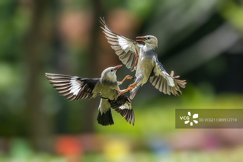 椋鸟 starling图片素材