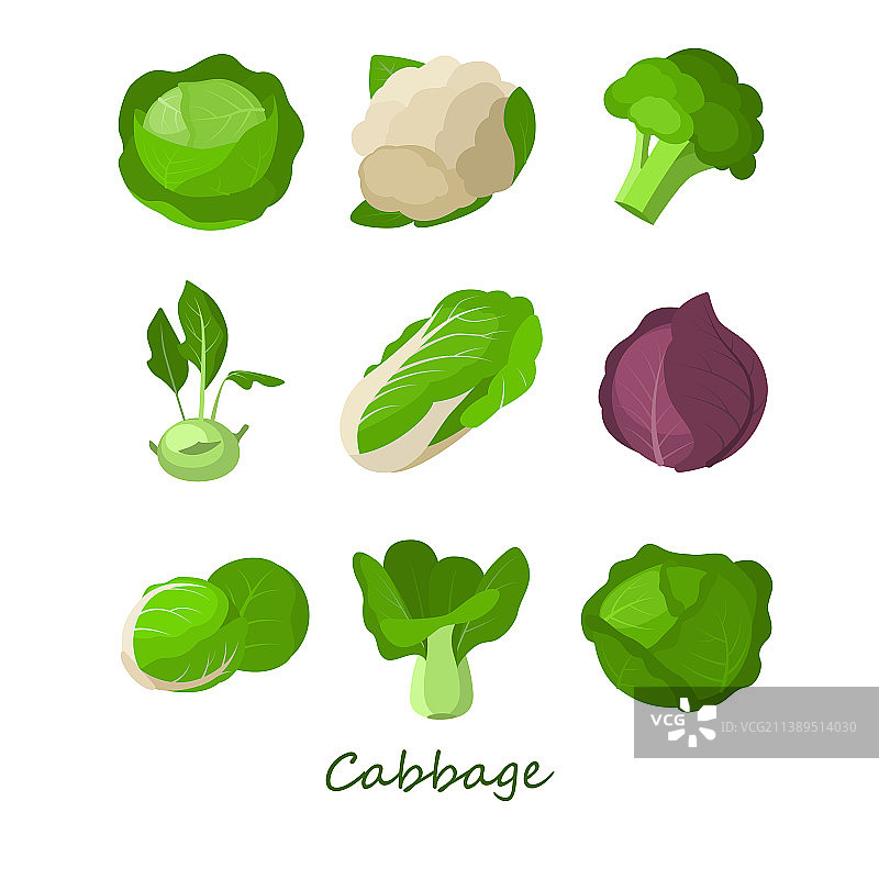 白色背景上的卷心菜合集图片素材