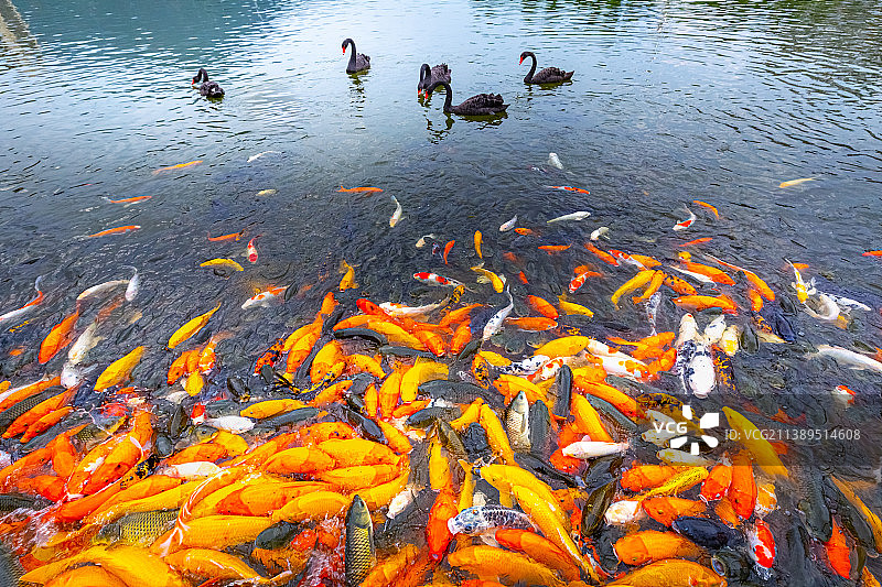 锦鲤在湖中游泳的高角度视图图片素材