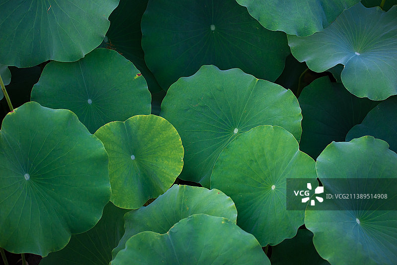 夏日荷花荷叶图片素材