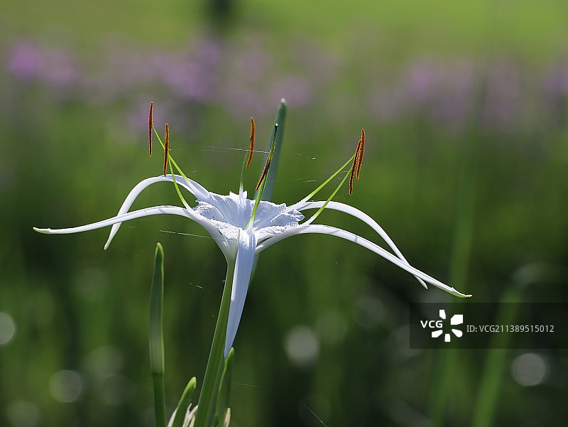 水鬼蕉图片素材