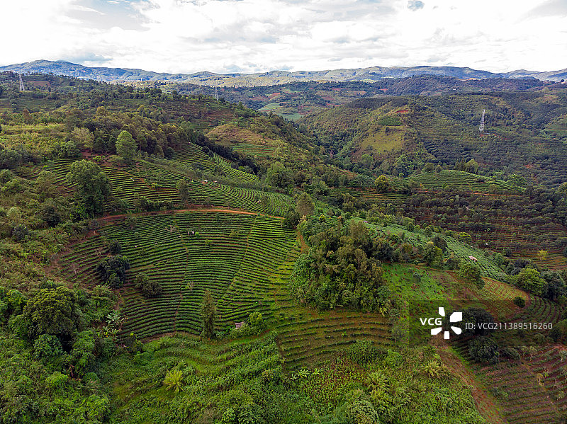 云南普洱澜沧县景迈山茶园图片素材