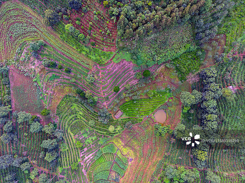 航拍景迈山茶园梯田图片素材