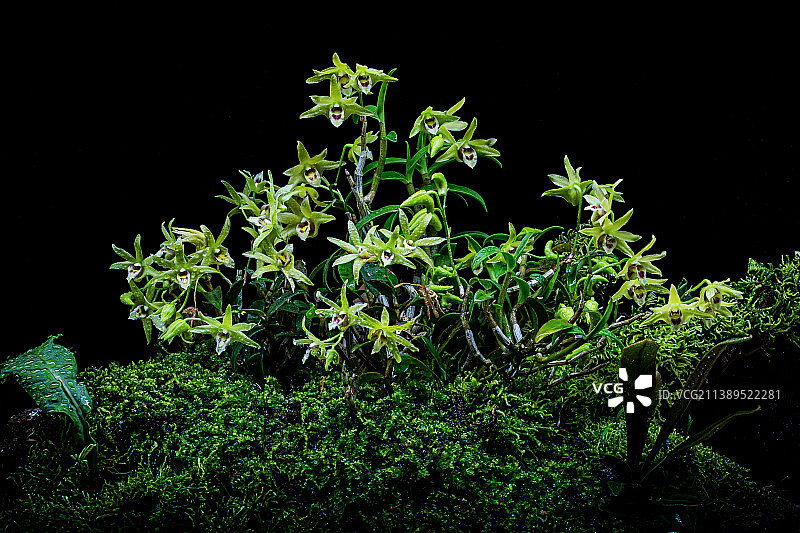 铁皮石斛图片素材