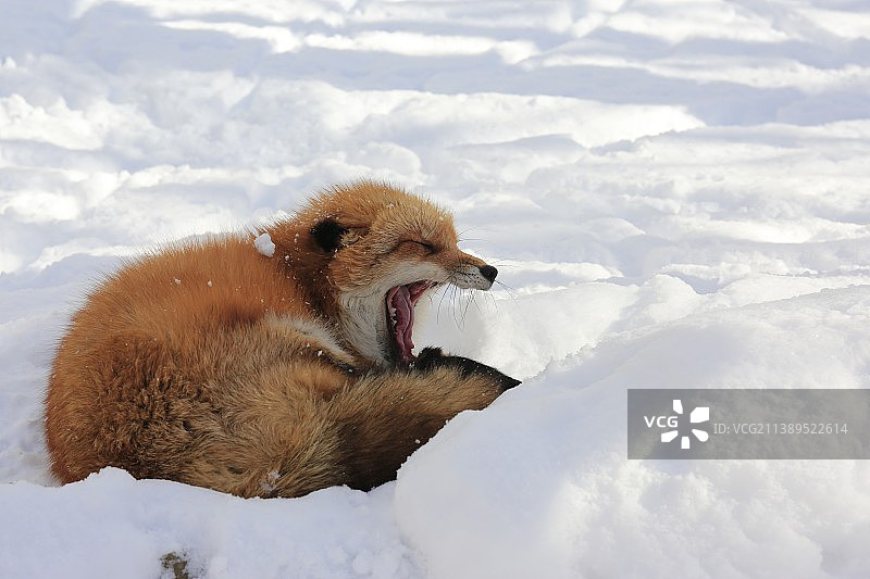 下雪的狐狸图片素材