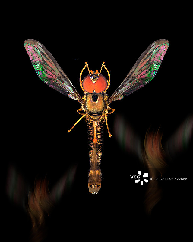 黑色背景下的昆虫特写镜头图片素材