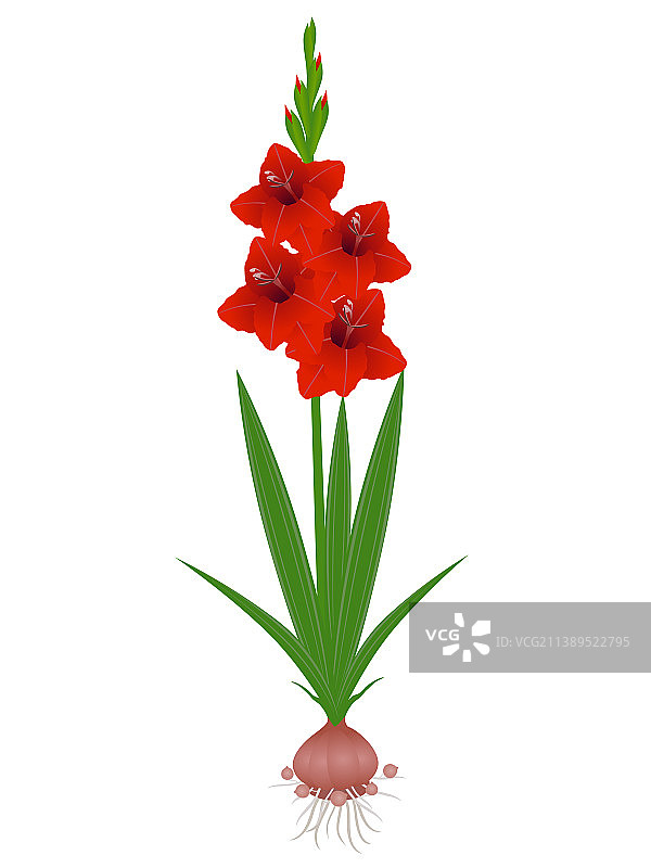 带根的唐菖蒲植物图片素材