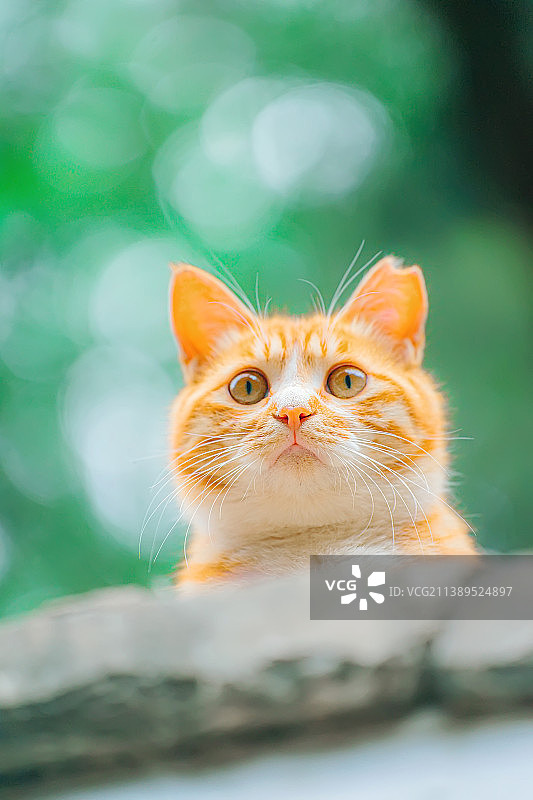 夏日之喵图片素材