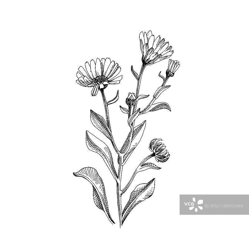 手绘金盏花药草图片素材