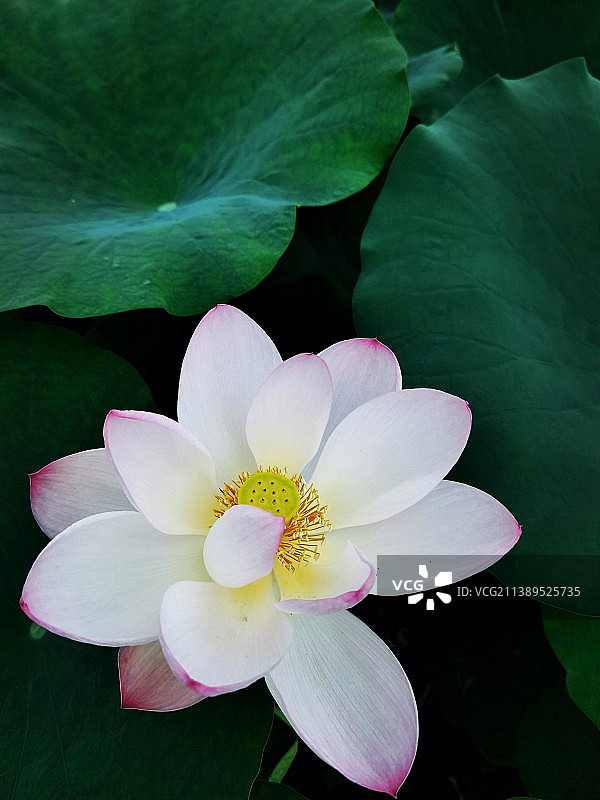 荷花特写图片素材