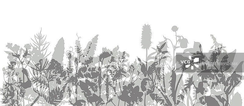 野生草本和花卉抽象边框图片素材
