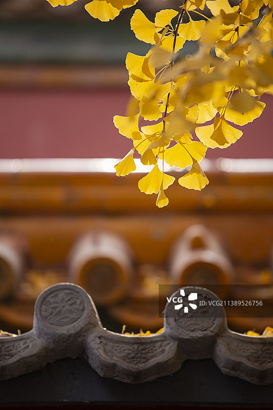 故宫银杏图片素材