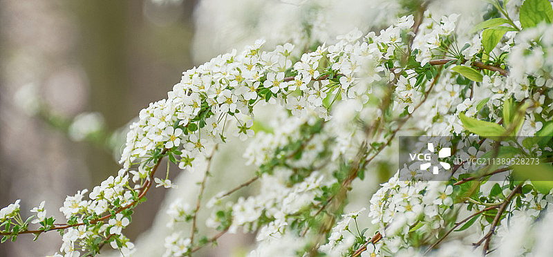 鼋头渚春日雪柳花图片素材