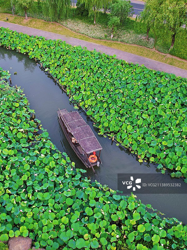 夏日荷花池中的摇橹船图片素材
