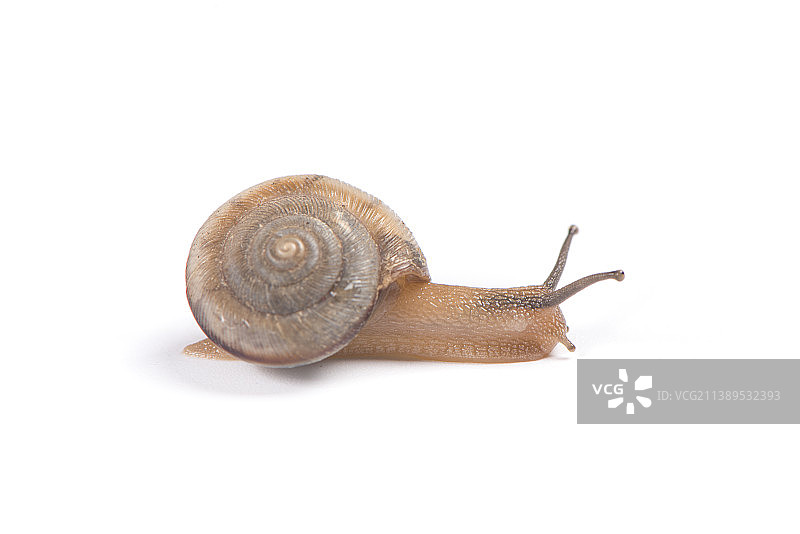 白底上的一只蜗牛图片素材
