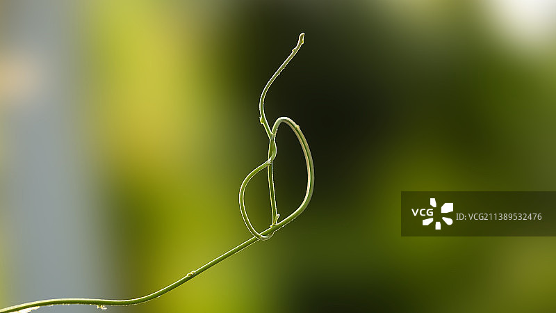 紫藤初生图片素材